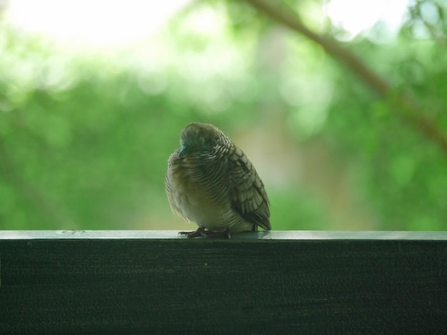 Photo close-up d'un oiseau perché sur une balustrade