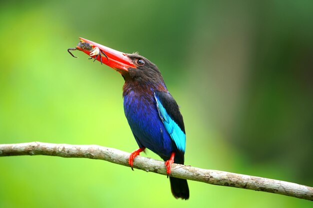 Photo close-up d'un oiseau perché sur une branche