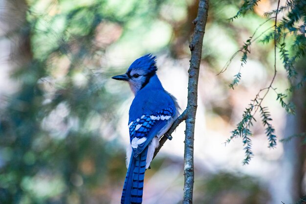 Close-up d'un oiseau perché sur une branche