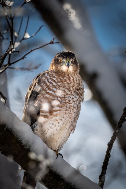 Photo close-up d'un oiseau perché sur une branche