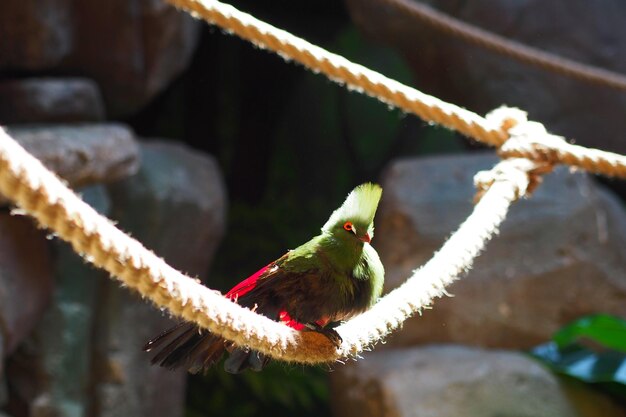 Close-up d'un oiseau perché sur une branche