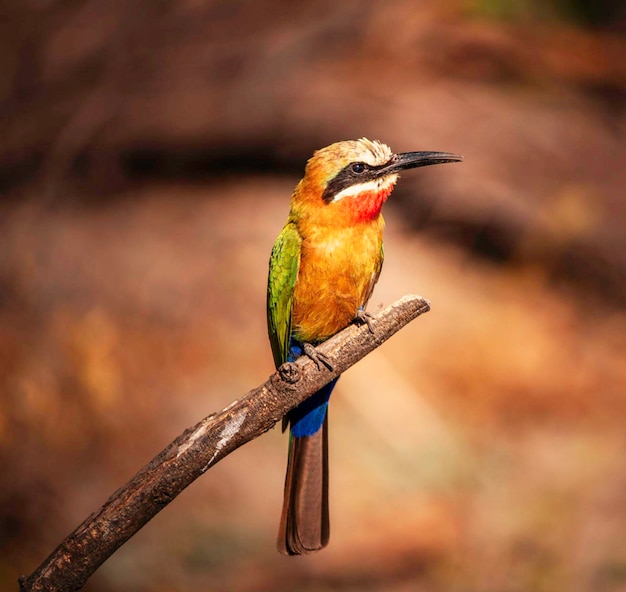 Close-up d'un oiseau perché sur une branche