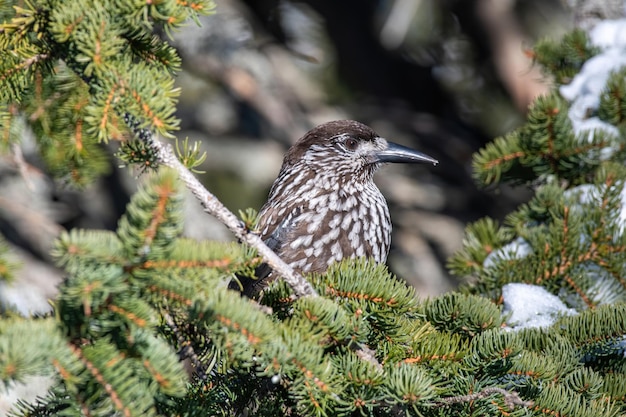 Photo close-up d'un oiseau perché sur une branche