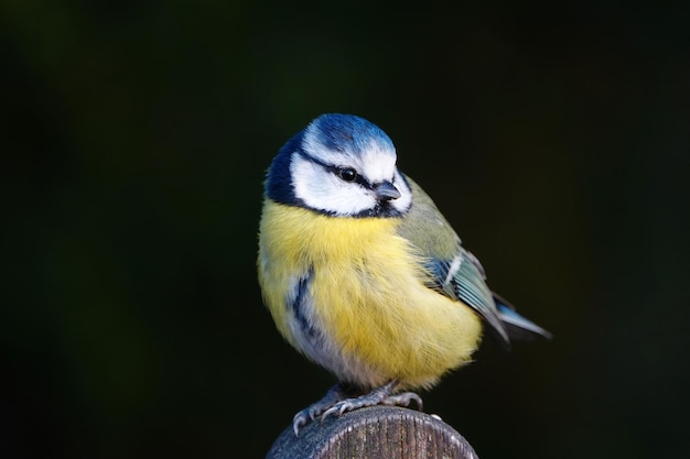 Close-up d'un oiseau perché sur du bois sur un fond noir