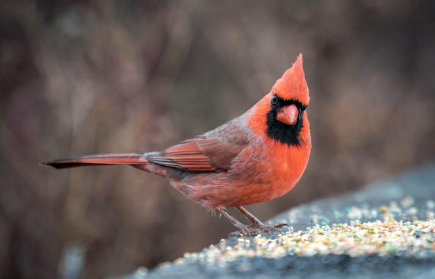 Close-up d'un oiseau perché sur un extérieur rouge