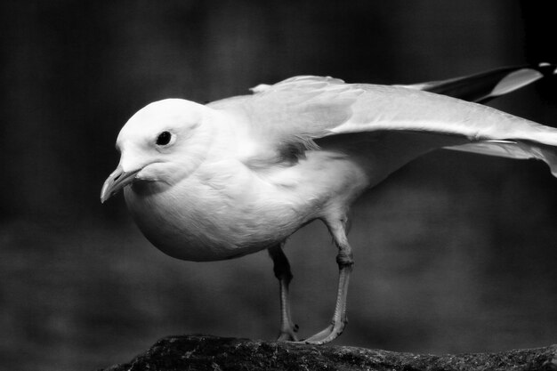 Photo close-up d'un oiseau perché à l'extérieur