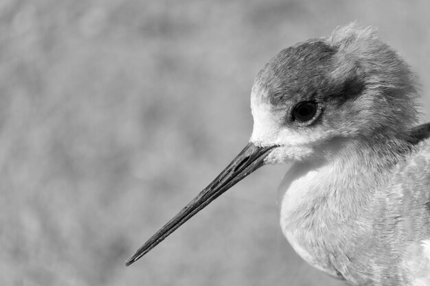 Photo close-up d'un oiseau perché à l'extérieur