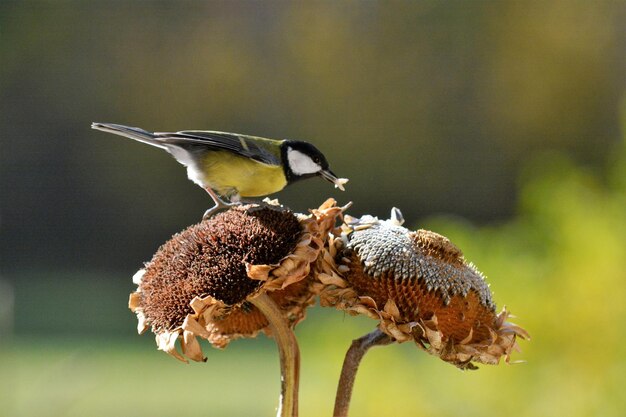 Close-up d'un oiseau perché sur une fleur