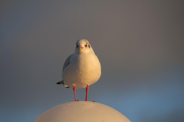 Photo close-up d'un oiseau perché sur un fond gris