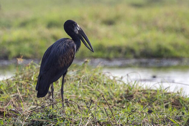 Photo close-up d'un oiseau perché sur l'herbe près d'un lac