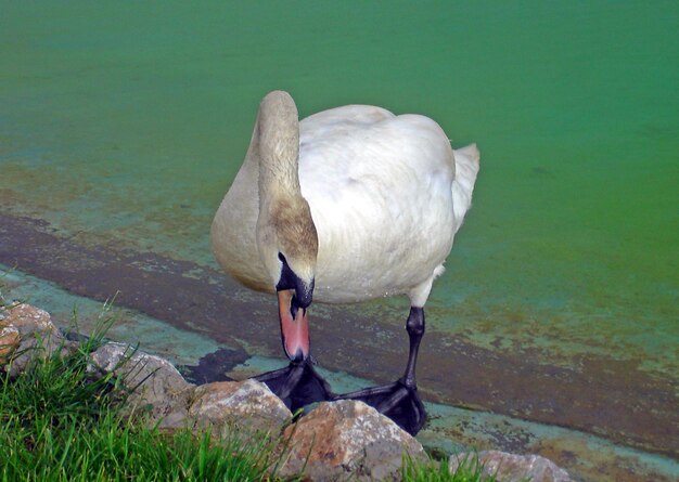 Photo close-up d'un oiseau perché sur un lac