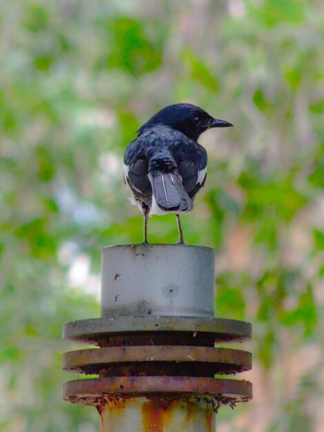 Photo close-up d'un oiseau perché sur une mangeoire