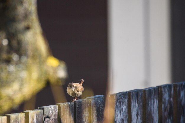 Photo close-up d'un oiseau perché sur un mur