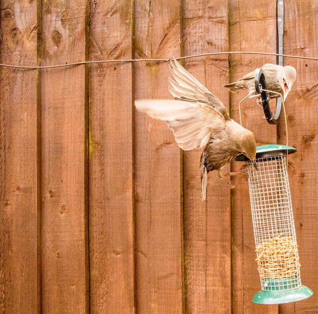 Photo close-up d'un oiseau perché sur un poteau de bois