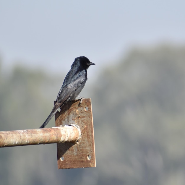 Photo close-up d'un oiseau perché sur un poteau métallique contre le ciel