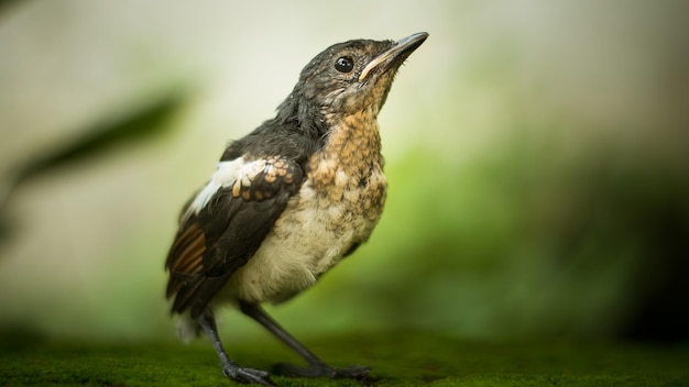 Close-up d'un oiseau perché sur une roche couverte de mousse