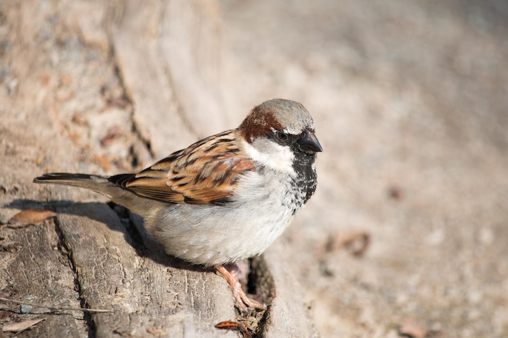 Photo close-up d'un oiseau perché sur une roche