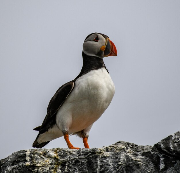 Close-up d'un oiseau perché sur une roche