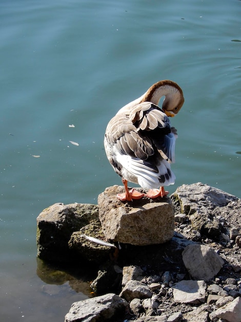 Photo close-up d'un oiseau perché sur un rocher près d'un lac