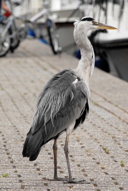 Photo close-up d'un oiseau perché sur un sentier