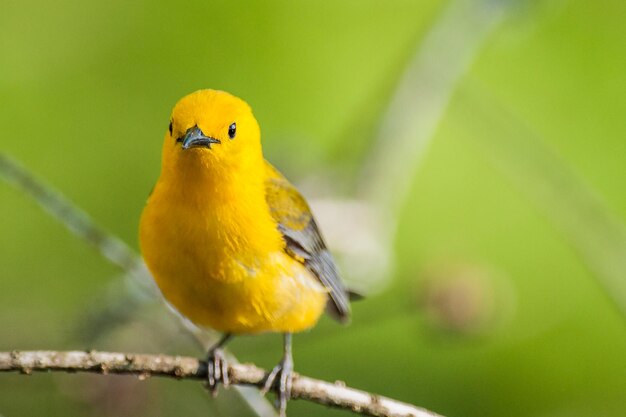 Close-up d'un oiseau perché sur la tige d'une plante