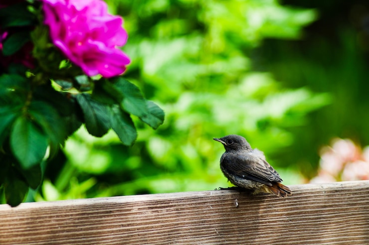 Photo close-up d'un oiseau perché sur un toit en bois