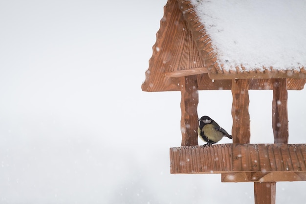 Photo close-up d'un oiseau perché sur un toit contre un ciel dégagé en hiver