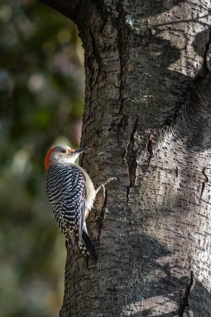 Close-up d'un oiseau perché sur le tronc d'un arbre