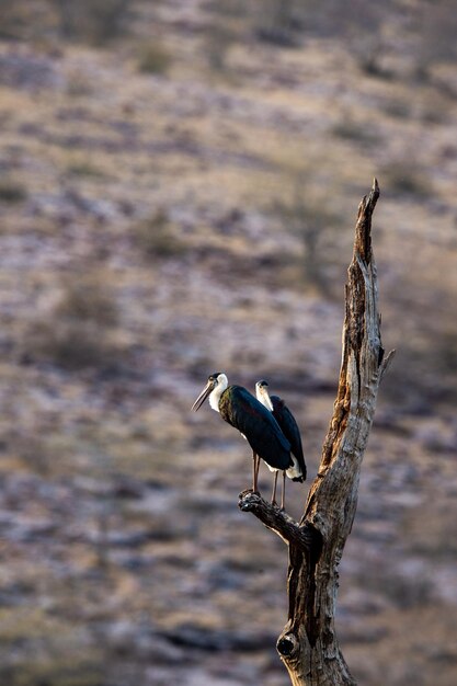 Photo close-up d'un oiseau perché sur le tronc d'un arbre