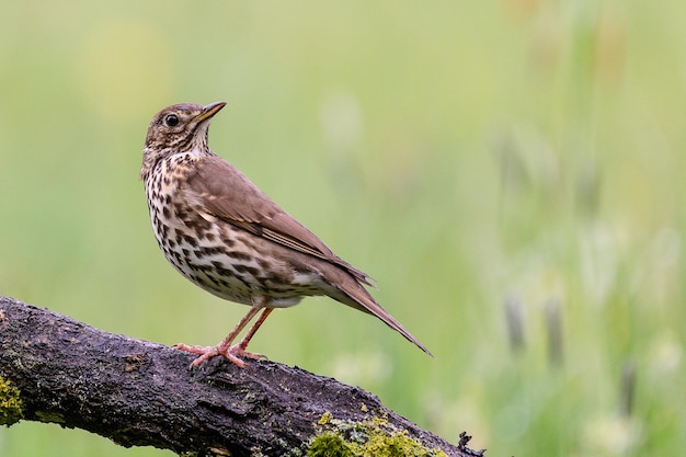 Close-up d'un oiseau perché sur le tronc d'un arbre