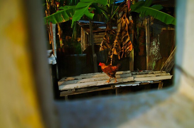 Close-up d'un oiseau sur une plante