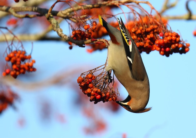 Photo close-up d'un oiseau qui mange des baies sur un arbre