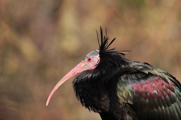 Close-up d'un oiseau qui s'assoit