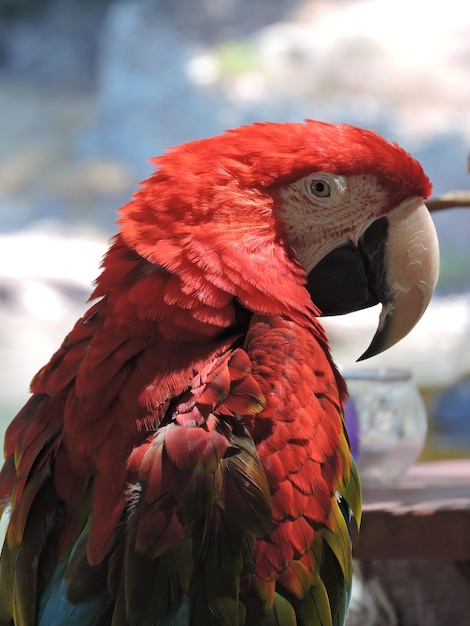 Photo close-up de l'oiseau rouge