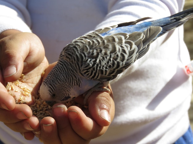 Photo close-up d'un oiseau tenant la main