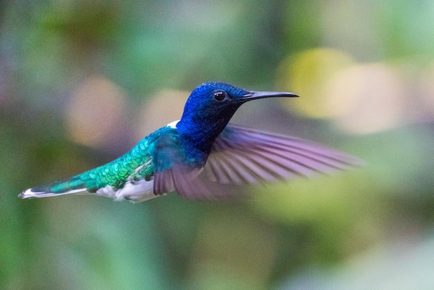 Close-up d'un oiseau en vol