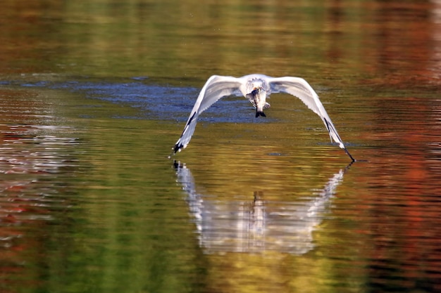 Photo close-up d'un oiseau volant au-dessus du lac