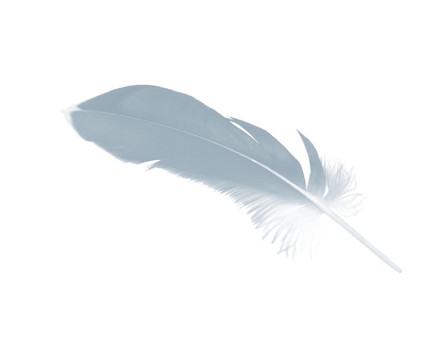 Close-up d'un oiseau volant sur un fond blanc
