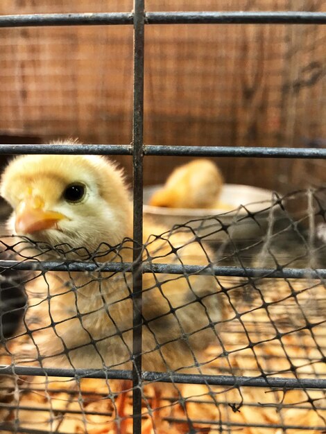 Photo close-up d'oiseaux en cage