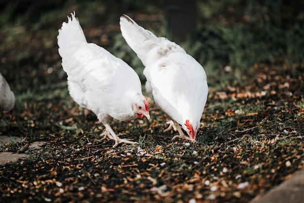 Close-up d'oiseaux dans le champ