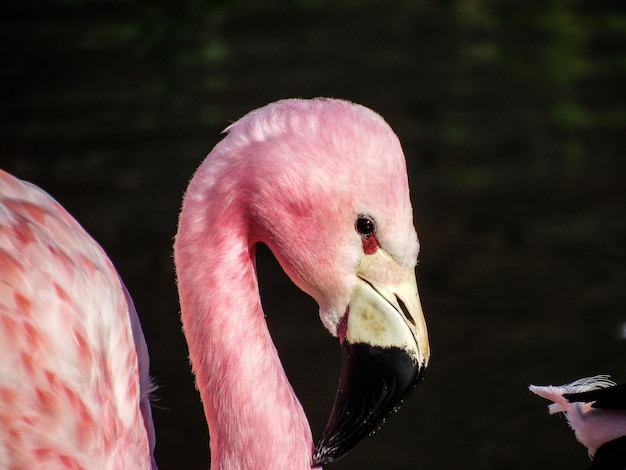 Photo close-up d'oiseaux dans l'eau