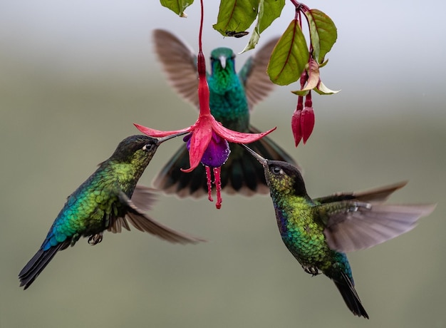 Close-up d'oiseaux mangeant du pollen dans une fleur