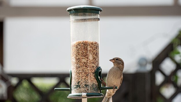 Photo close-up d'oiseaux perchés sur l'alimentateur