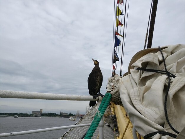 Close-up d'oiseaux perchés sur un navire contre le ciel