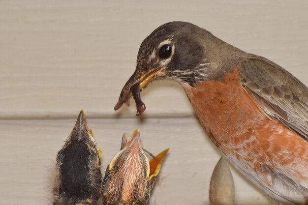 Photo close-up des oiseaux qui mangent