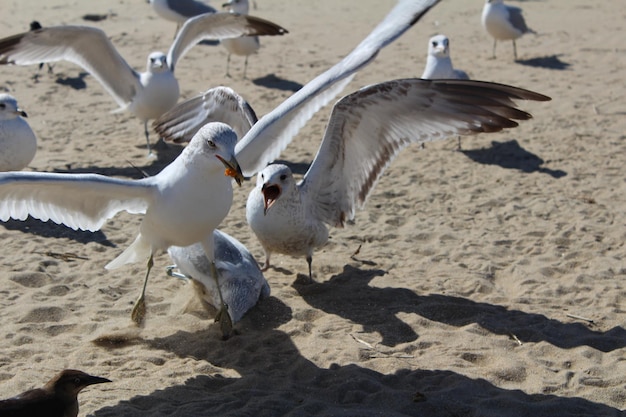 Photo close-up d'oiseaux sur le rivage