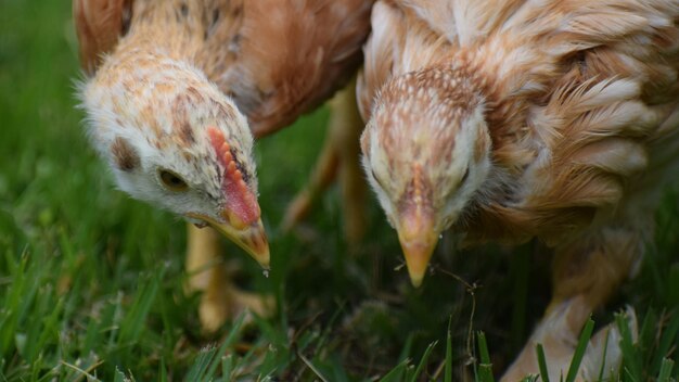 Photo close-up d'oiseaux sur le terrain