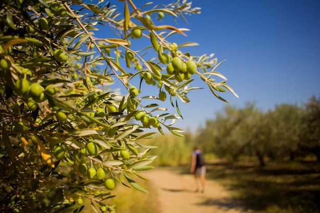 Close up d'olives vertes d'Istrie sur une branche