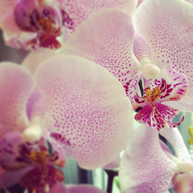 Photo close-up d'une orchidée rose en fleur en plein air