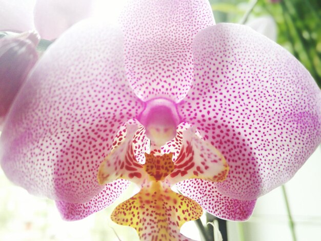 Photo close-up d'une orchidée rose en fleur en plein air